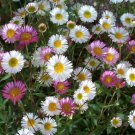 BasqueStore ERIGERON PROFUSION Erigeron Karvinskianus - 500 Bulk ct for germination