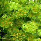 BasqueStore HARE'S EAR Bupleurum Rotundifolium Griffithii - 500 Bulk ct for germination