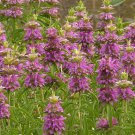 BasqueStore LEMON MINT BEEBALM Monarda Citriodora - 7,500 Bulk ct for germination