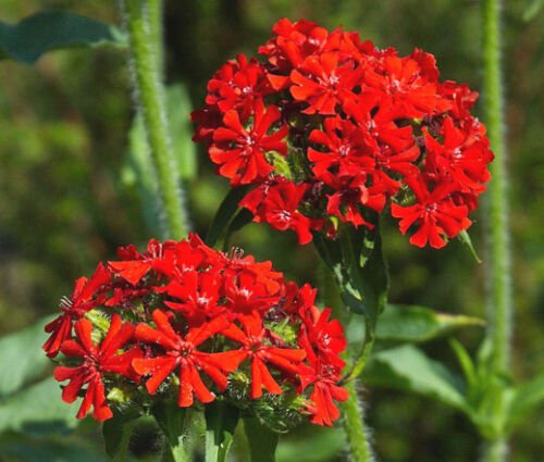 BasqueStore MALTESE CROSS Lychnis Chalcedonica - 10,000 Bulk ct for germination