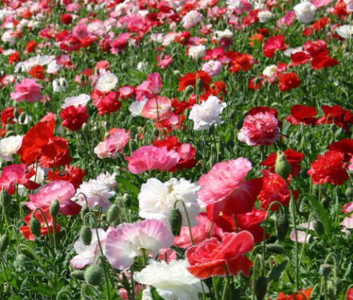 BasqueStore - POPPY SHIRLEY DOUBLE MIXED COLORS Papaver Rhoeas - 15,000 Bulk ct for germination