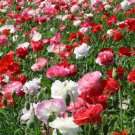 BasqueStore - POPPY SHIRLEY DOUBLE MIXED COLORS Papaver Rhoeas - 15,000 Bulk ct for germination