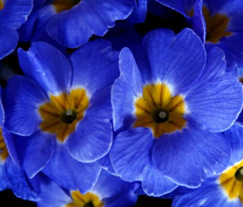 PRIMROSE ENGLISH ACCORD BLUE Primula Vulgaris - 50 Bulk ct for germination