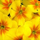 PRIMROSE ENGLISH ACCORD YELLOW Primula Vulgaris - 50 Bulk ct for germination