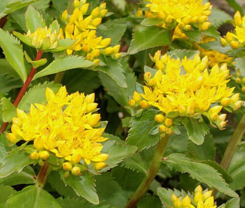 BasqueStore - SEDUM AIZOON STONECROP Sedum Aizoon - 200 Bulk ct for germination