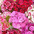 SWEET WILLIAM Dianthus Barbatus - 10,000 Bulk ct for germination