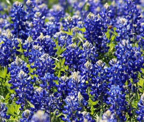 TEXAS BLUEBONNET Lupinus Texensis - 150 Bulk ct for germination
