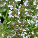 THYME Thymus Vulgaris - 5,000 Bulk ct for germination