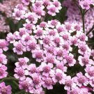 YARROW ROSE SERISE QUEEN Achillea Millefolium - 1,000 Bulk ct for germination