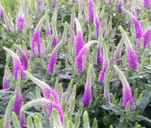 SPIKED SPEEDWELL ROYAL CANDLES DWARF Veronica Spicata - 250 Bulk ct for germination