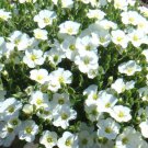 CUP FLOWER WHITE ROBE Nierembergia Hippomanica - 1,250 Bulk ct for germination