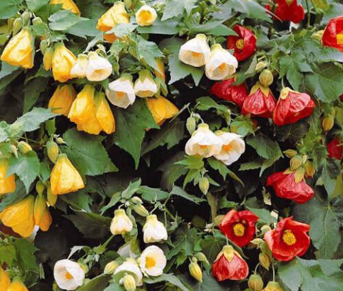 ABUTILON BELLEVUE MIX Abutilon Hybridum - 50 Bulk ct for germination