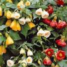 ABUTILON BELLEVUE MIX Abutilon Hybridum - 50 Bulk ct for germination