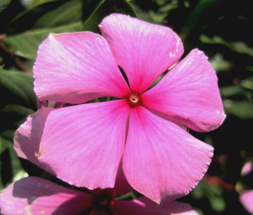 BasqueStore - PERIWINKLE DWARF PINK LITTLE DELICATA Catharanthus Roseus - 250 Bulk ct for germinatio