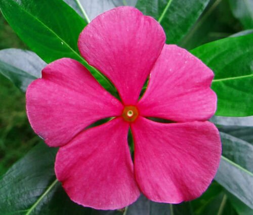 PERIWINKLE DWARF ROSE LITTLE LINDA Catharanthus Roseus - 250 Bulk ct for germination