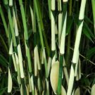 50 Fargesia Bamboo Seeds Privacy Garden Clumping Exotic Shade Seed