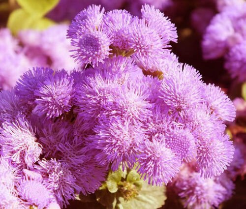AGERATUM PINK Ageratum Mexicanum - 500 Bulk ct for germination