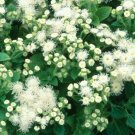 AGERATUM WHITE Ageratum Mexicanum - 500 Bulk ct for germination