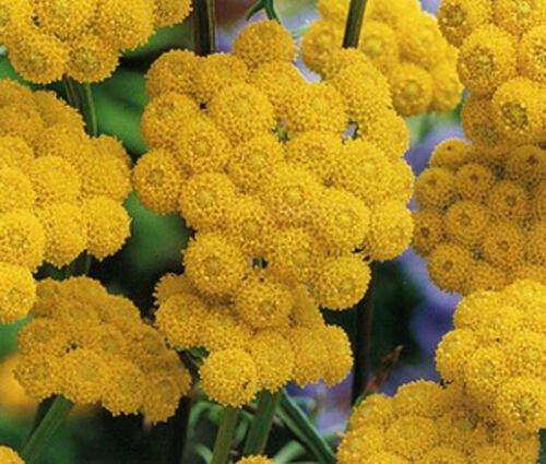 AGERATUM YELLOW Lonas Inodora - 500 Bulk ct for germination