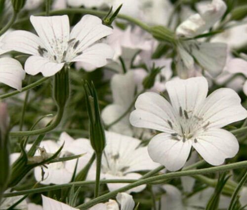 AGROSTEMMA WHITE Agrostemma Githago Buanca - 200 Bulk ct for germination