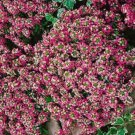 BasqueStore - ALYSSUM ROSIE O'DAY Lobularia Maritima - 1,000 Bulk ct for germination