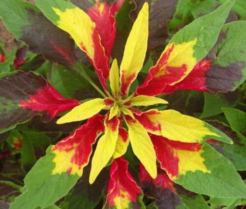 BasqueStore - AMARANTHUS PERFECTA Amaranthus Tricolor - 1,000 Bulk ct for germination