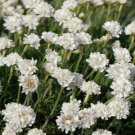 ARMERIA WHITE SEA TRIFT Armeria Maritima Alba - 200 Bulk ct for germination