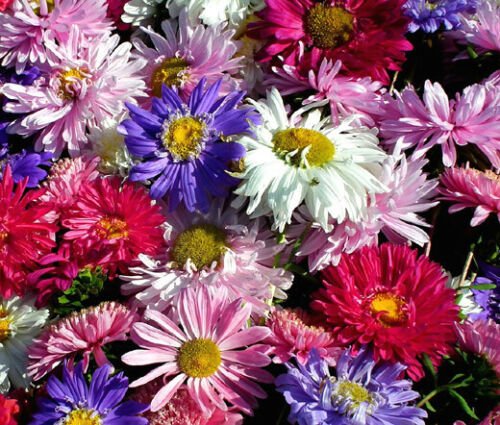 ASTER CHINA Callistephus Chinensis - 2,000 Bulk ct for germination