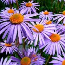 ASTER WARTBURG STAR Aster Tongolensis - 250 Bulk ct for germination