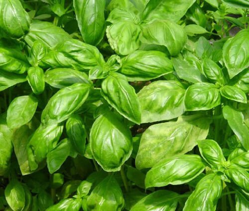 BASIL SWEET Ocimum Basilicum - 2,000 Bulk ct for germination