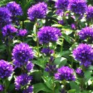BELLFLOWER SUPERBA Campanula Glomerata - 200 Bulk ct for germination