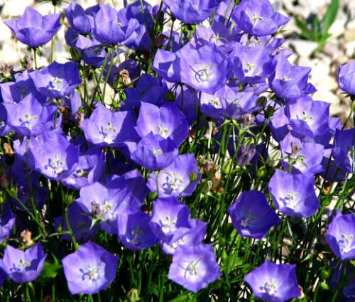 BasqueStore - BELLFLOWER TUSSOCK BLUE Campanula Carpatica - 10,000 Bulk ct for germination