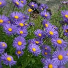 ASTER ALPINE BLUE Aster Alpinus - 500 Bulk ct for germination