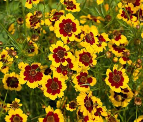 COREOPSIS PLAINS Coreopsis Tinctoria - 10,000 Bulk ct for germination