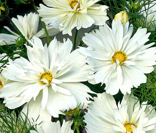 BasqueStore - COSMOS PSYCHE WHITE Cosmos Bipinnatus - 1,000 Bulk ct for germination