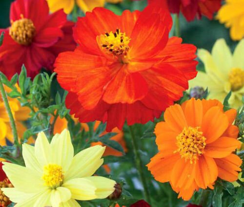 BasqueStore - COSMOS SULPHUR MIXED COLORS Cosmos Sulphureus - 2,750 Bulk ct for germination