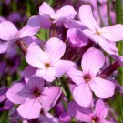 BasqueStore - DAMES ROCKET Hesperis Matronalis - 11,000 Bulk ct for germination