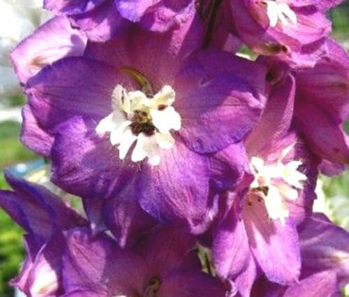 BasqueStore - DELPHINIUM ASTOLAT Delphinium Cultorum - 50 Bulk ct for germination