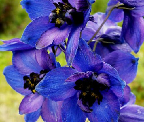 BasqueStore - DELPHINIUM BLACK KNIGHT Delphinium Cultorum - 50 Bulk ct for germination
