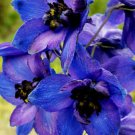 BasqueStore - DELPHINIUM BLACK KNIGHT Delphinium Cultorum - 50 Bulk ct for germination