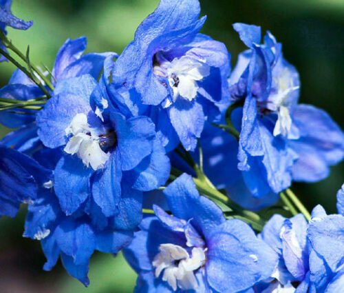 BasqueStore - DELPHINIUM BLUE BIRD Delphinium Cultorum - 50 Bulk ct for germination