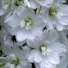 BasqueStore - DELPHINIUM GALAHAD Delphinium Cultorum - 50 Bulk ct for germination