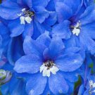 BasqueStore - DELPHINIUM SUMMER SKIES Delphinium Cultorum - 50 Bulk ct for germination