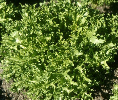 BasqueStore - ENDIVE SALAD KING Cichorium Endivia - 1,000 Bulk ct for germination