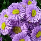 BasqueStore - ERIGERON AZURE FAIRY Erigeron Speciosus - 500 Bulk ct for germination