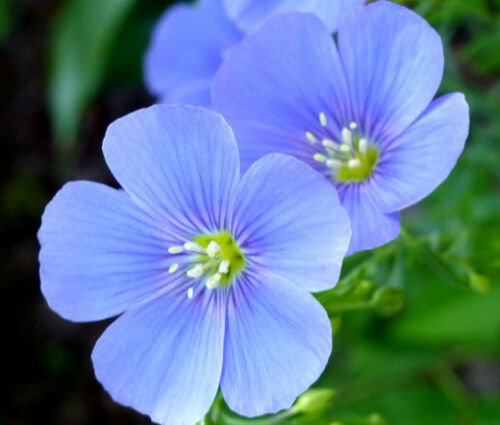 BasqueStore - FLAX BLUE PERENNIAL Linum Perenne - 10,000 Bulk ct for germination