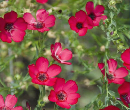 BasqueStore - FLAX SCARLET RED ANNUAL Linum Grandiflorum Rubrum - 10,000 Bulk ct for germination