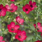 BasqueStore - FLAX SCARLET RED ANNUAL Linum Grandiflorum Rubrum - 10,000 Bulk ct for germination