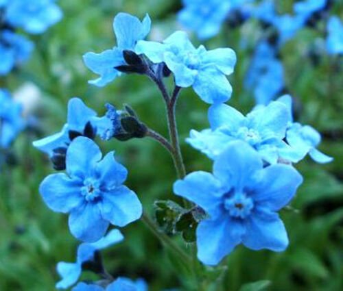 BasqueStore - FORGET ME NOT CHINESE BLUE Cynoglossum Amabile - 5,000 Bulk ct for germination