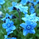 BasqueStore - FORGET ME NOT CHINESE BLUE Cynoglossum Amabile - 5,000 Bulk ct for germination